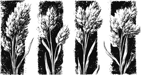 Fototapeta premium Four black and white wheat ear illustrations vintage grain plants in vertical rectangles