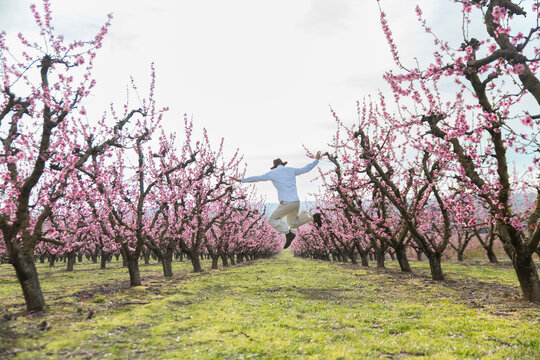 Traveler jumping for joy in a blooming peach orchard during spring