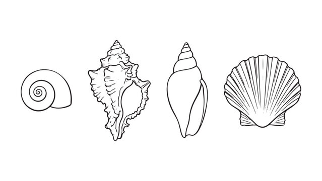 Four different types of seashells on white background