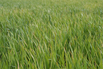 Obraz premium Green winter wheat damaged by spring frost with selective focus and shallow depth of field in farmland.