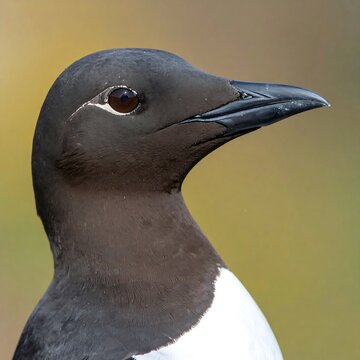 Close up of a guillemot bird with detailed feathers and eye