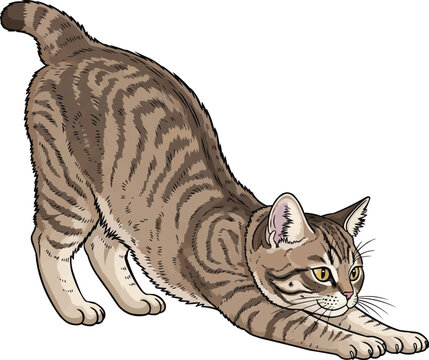 Pixie-bob cat morning stretch relaxed play bow playful illustration