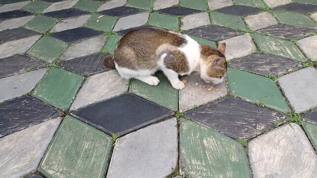 Two domestic cats fighting on diamond patterned paving blocks outdoor. Domestic tabby cat defense and swatting at another approaching cat.