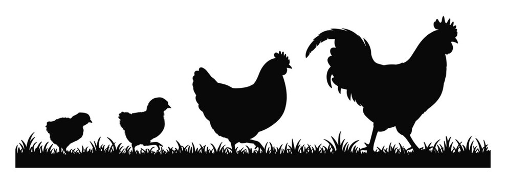 Black silhouette of a chicken family including a rooster a hen and two small chicks walking through grass isolated on a white background