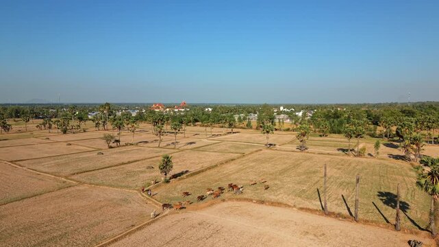 Farmer herding cattle across dry rice fields, Vietnam