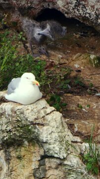 Gaviota patiamarilla con polluelo en roquedo costero