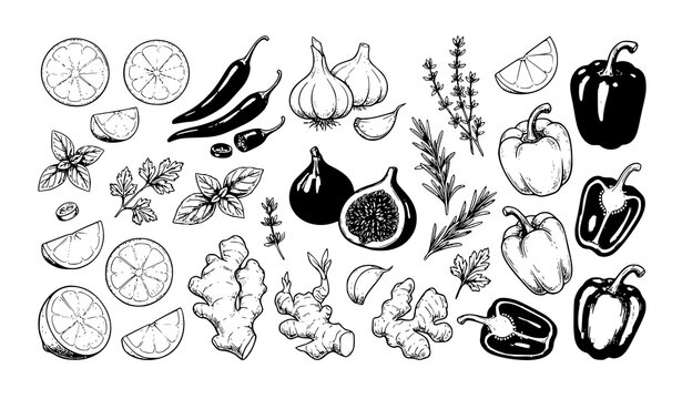 Hand drawn fresh ingredient vector collection with lime garlic chili ginger and fig food illustrations