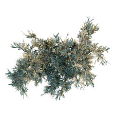 Convolvulus tragacanthoides tree plan, top view, cutout, transparent background, isolate, Detailed close-up of a vibrant green fern frond texture, showcasing nature's intricate beauty and detail. © KP Stock