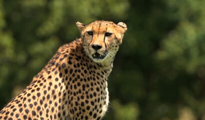 cheetah in the wild © Brandano007