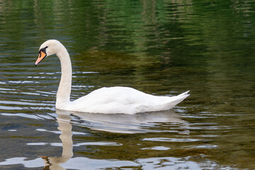 Fototapeta premium A side view profile of a graceful white mute swan swimming calmly across a shallow lake with a green mossy bottom, creating a clear water reflection.