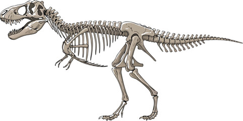 Tyrannosaurus Rex Skeleton Vector Illustration Featuring Detailed Dinosaur Fossil Anatomy for Paleontology, Science, and Prehistoric Education Designs © EdGe Creative