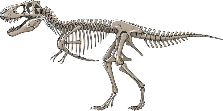 Tyrannosaurus Rex Skeleton Vector Illustration Featuring Detailed Dinosaur Fossil Anatomy for Paleontology, Science, and Prehistoric Education Designs