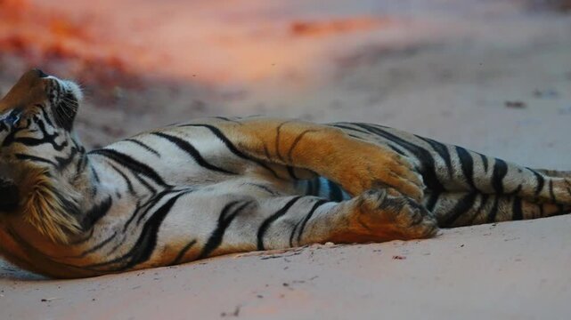 Resting tiger sprawled in shade, powerful body relaxed, eyes half-closed&mdash;a lethal predator at tranquil rest