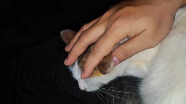 Hand stroking a cute calico cat