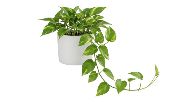pothos vine png trailing houseplant png white ceramic pot transparent background image