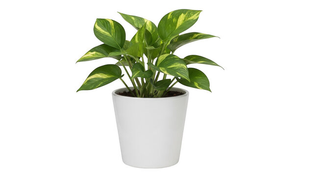 pothos plant png variegated leaves png indoor houseplant transparent background image
