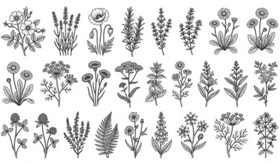 Fototapeta premium Wild flower and herb vector collection with hand drawn botanical plant illustrations isolated on white