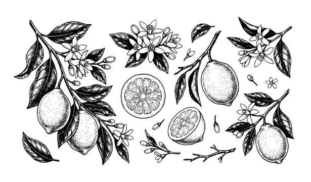 Vintage lemon botanical sketch vector with citrus branch leaves and natural fruit illustration