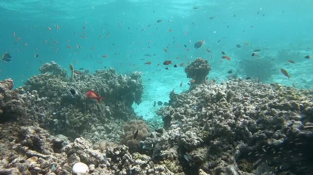 Coral reef fish are fish which live amongst or in close relation to coral reefs. Coral reefs form complex ecosystems with tremendous biodiversity. Among the myriad inhabitants