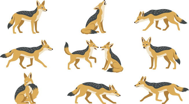 Black Backed Jackal Character Set with Various Poses Including Running, Howling, and Sitting for Wildlife Education, African Safari Graphics, and Nature Themed Vector Illustration Projects