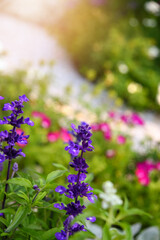 Obraz premium Vibrant Purple Lavender in Sunlit Garden with Colorful Blossom Background