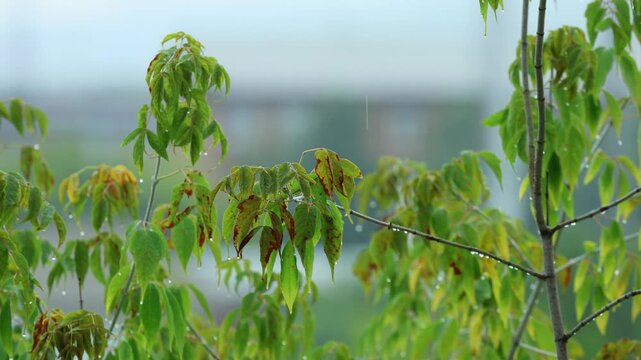 Fresh green maple leaves on delicate branches showing early signs of autumn with slight rust-colored edges.
