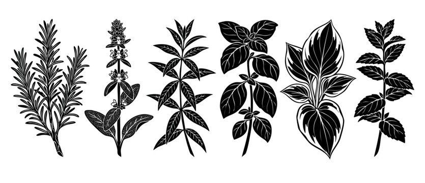 Herbs and Spices Silhouette Collection, Culinary Plant Icons for Kitchen Design, Hand Drawn Rosemary Basil Mint Sage Leaves Vector Set for Organic Cooking, Healthy Food Elements, Black and White Graph