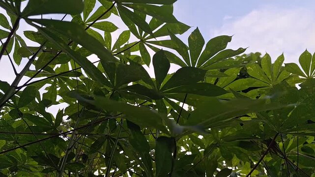 Low angle view of lush green cassava leaves plantation against bright blue sky, fresh manihot esculenta leaf canopy shrub for agriculture video design