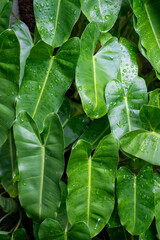 Close up of Philodendron burle marxii or araceae plant, burle marx or philodendron with natural texture and fresh botanical background in outdoor environment. © tomz