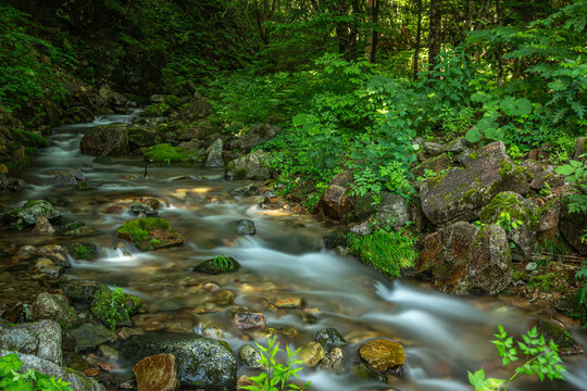 夏の野反湖周辺を流れる清流と苔むした岩が織りなす涼やかな森の風景（群馬・中之条町）