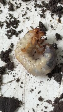 Chafer grub, May bug larva, cockchafer larva pest, vertical video.