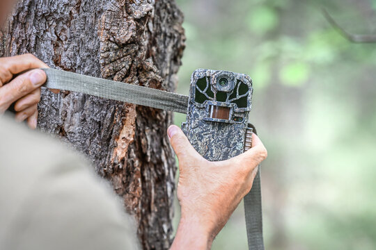 Attaching the camera trap to the tree trunk. Camouflage digital trap with motion pir sensor and infrared flash used for wildlife observation or scientific research.