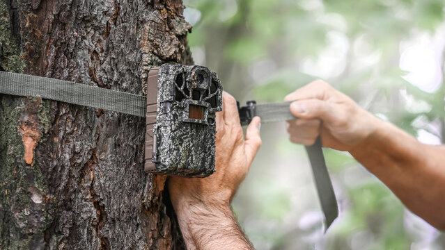 Attaching the camera trap to the tree trunk. Camouflage digital trap with motion pir sensor and infrared flash used for wildlife observation or scientific research.