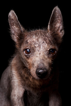 Close-up portrait of a mixed breed dog on black background