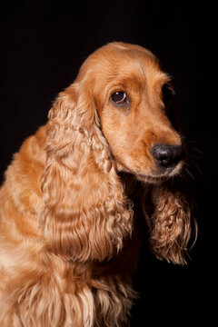 Close-up studio portrait of a brown cocker spaniel