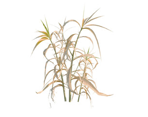 Obraz premium Agriophyllum pungens tree, elevation, front view, cutout, transparent background, isolate, Dried Corn stalks and ears, harvest theme, autumn background, rustic agriculture, farm food