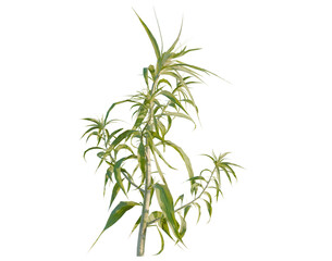 Fototapeta premium Agriophyllum pungens tree, elevation, front view, cutout, transparent background, isolate, Young bamboo shoots, vibrant green stalks, tropical plant close-up, natural beauty, springtime growth