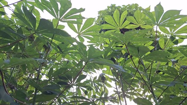 Bottom view of growing cassava plant stalks waving in the wind against bright skyline, organic manihot esculenta farm field for agronomy crop footage