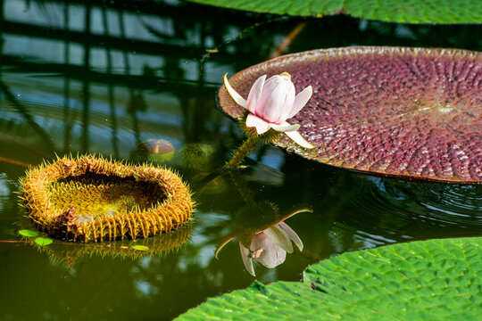 Giant water lily blooming in a pond at the botanical garden