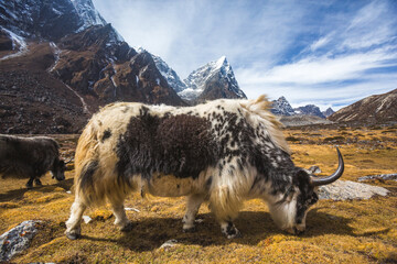 Yak graze in the Himalayas of Nepal, Sagarmatha National Park © Crazy nook
