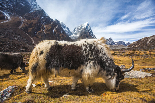 Yak graze in the Himalayas of Nepal, Sagarmatha National Park