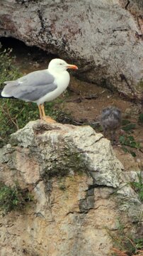 Gaviota patiamarilla con polluelo en roquedo costero
