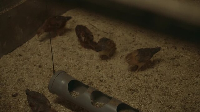 Little domestic quail birds actively foraging for food among the sawdust bedding inside a poultry farm coop, showcasing the early stages of their life and breeding cycle in captivity. Slow motion, 4K