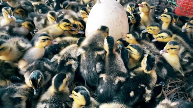Baby Ducklings Gather Around Feeder in Farm Hatchery