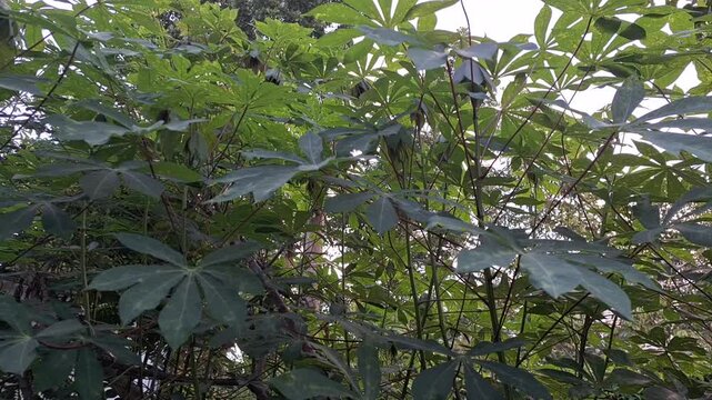 Field landscape of dense green cassava plants growing on rural plantation field, fresh manihot esculenta shrub crop for tropical agriculture industry