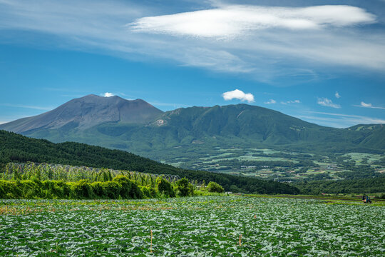 浅間山を望む嬬恋村キャベツ畑の夏景色（群馬県）