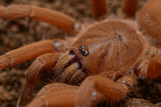 Selenobrachys phillippinus tarantula spider
