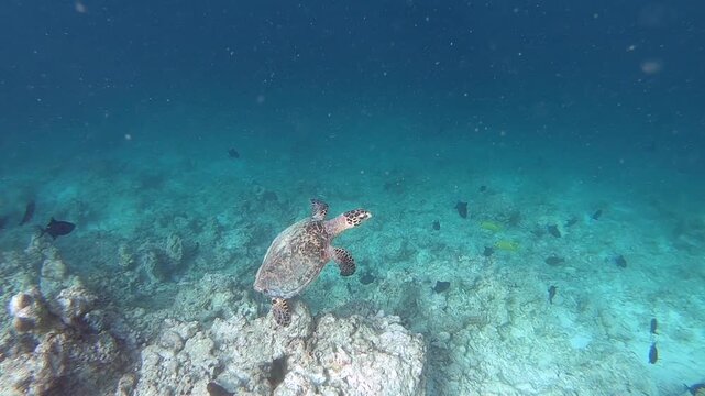 The green sea turtle (Chelonia mydas) is swimming along the coral reef in the Indian Ocean, Maldives. Only some human beings and the larger sharks feed on C. mydas adults.