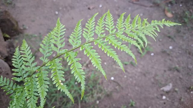 Detail of single green fern frond stem branch moving in the wind on earthy soil background, fresh polypodiopsida leaf for tropical ecology video