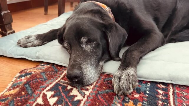 Old Black Labrador Sleeping Deeply on Dog Bed Indoors, Senior Pet Resting Footage